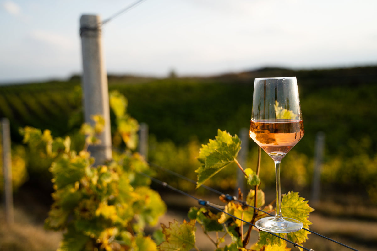 A glass of rosé among sunlit grapevines in a vineyard.