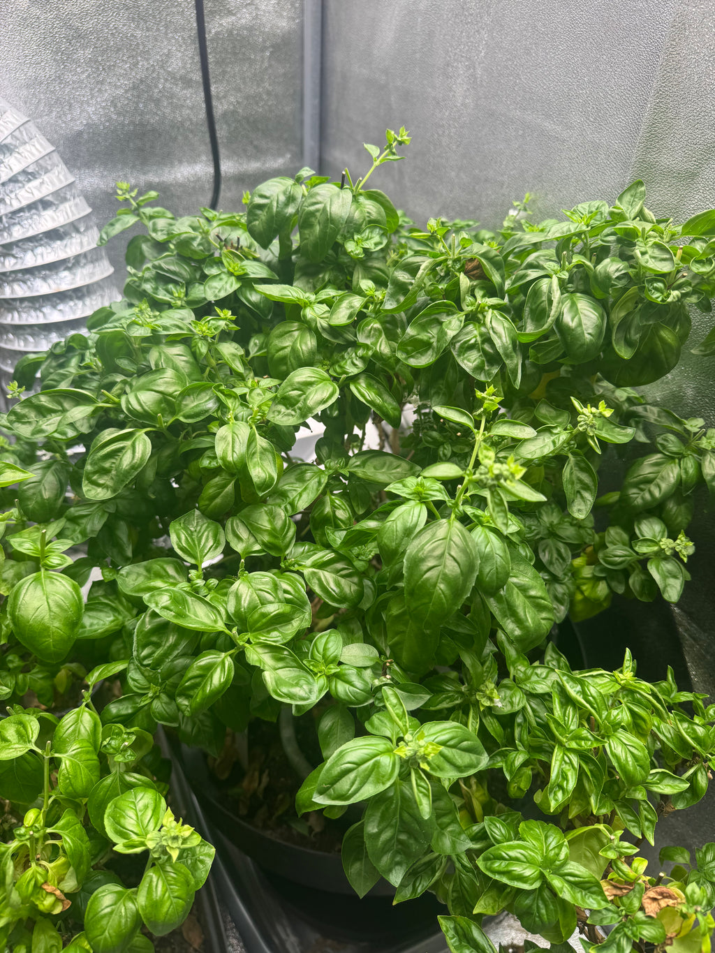Basil Syrup – Zen Selection
