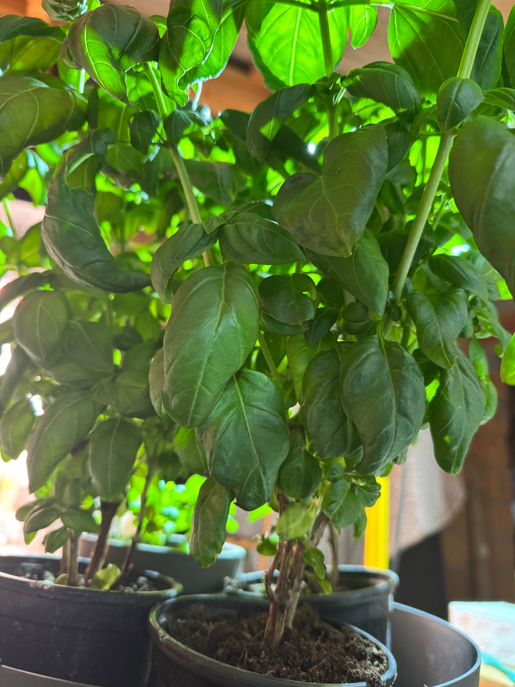 Basil Vinegar – Aroma Boost Selection