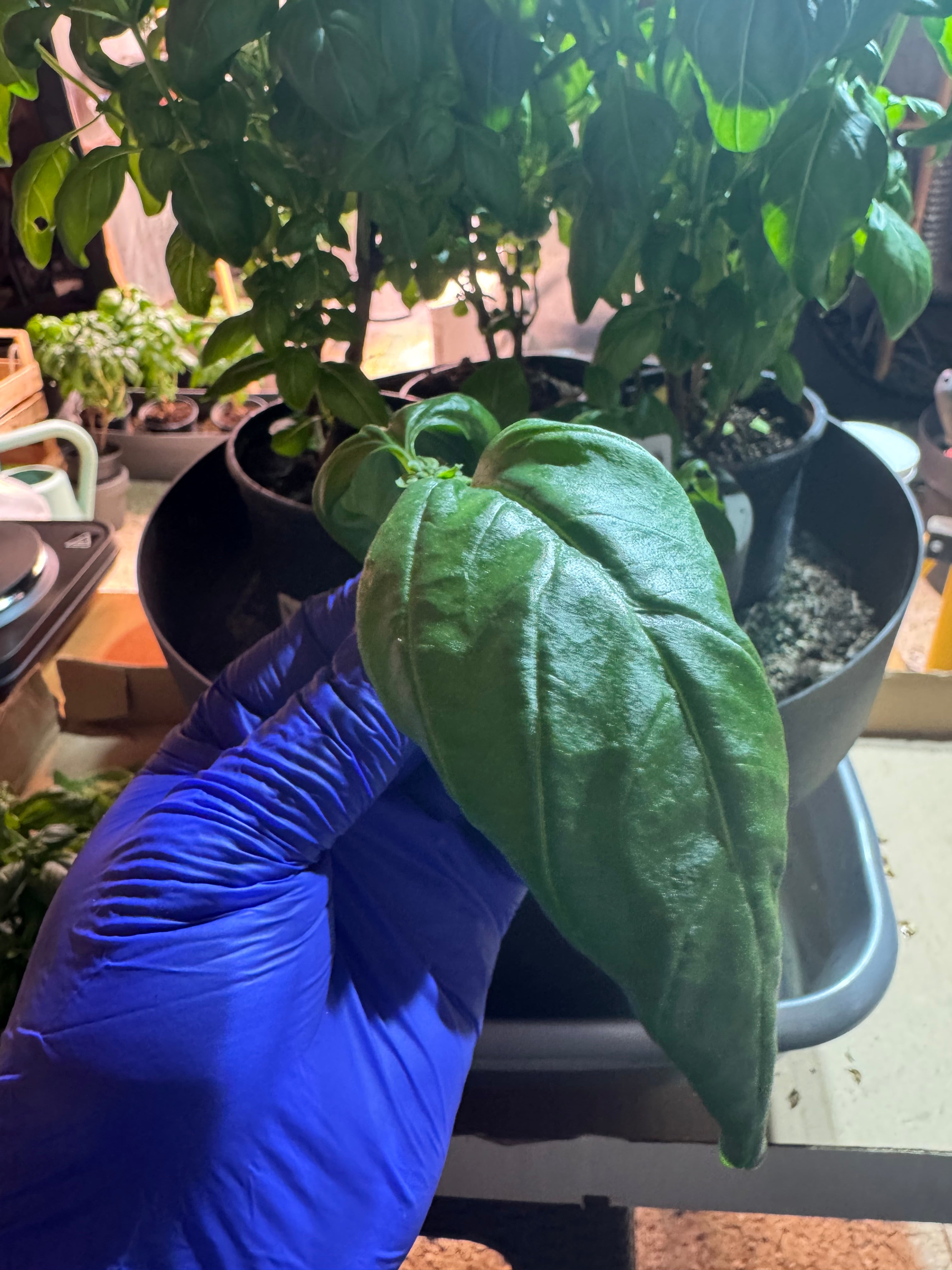 Basil Vinegar – Aroma Boost Selection