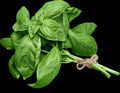 Fresh Genovese basil