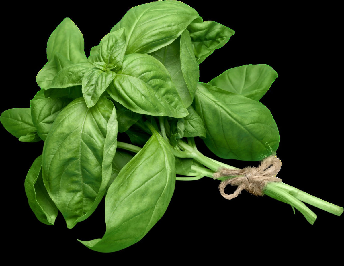 Fresh Genovese basil